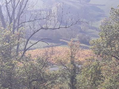 La vigne