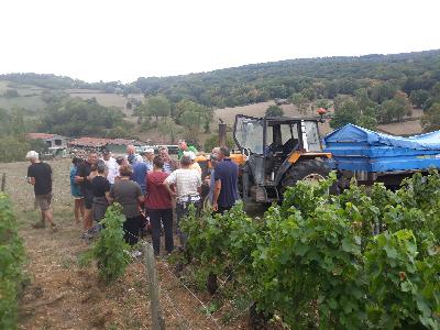 La vigne