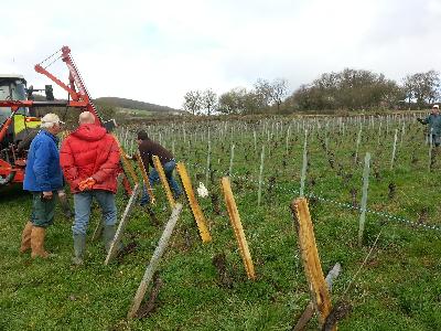 La vigne