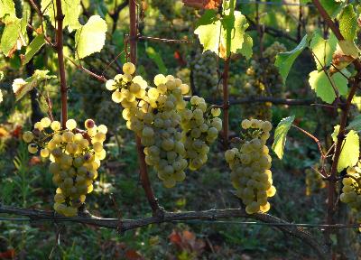 La vigne