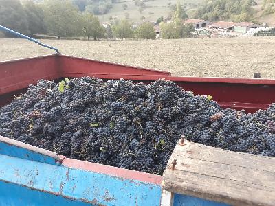 La vigne