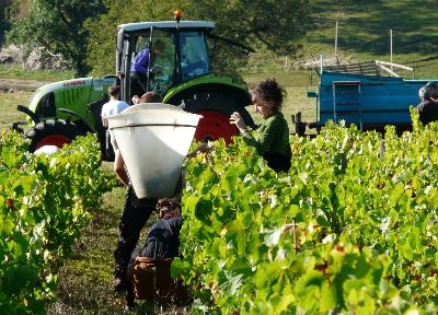La vigne