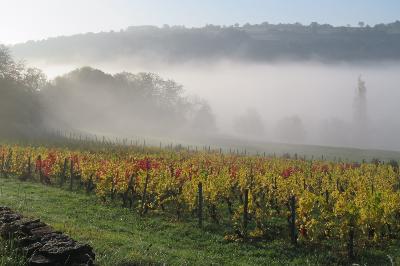 La vigne