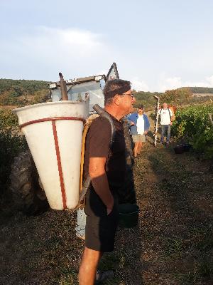 La vigne