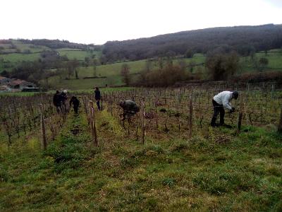 La vigne