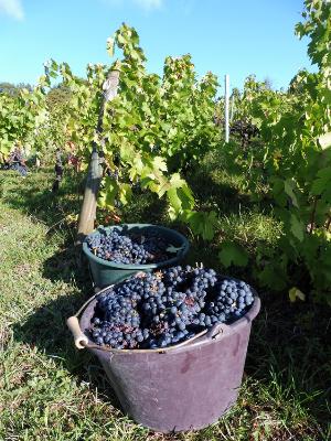 La vigne