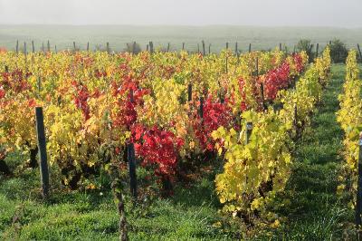La vigne
