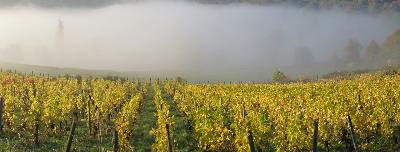 La vigne