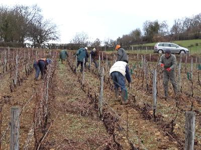La vigne