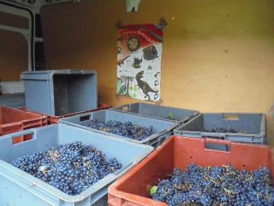 La vigne