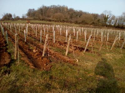 La vigne