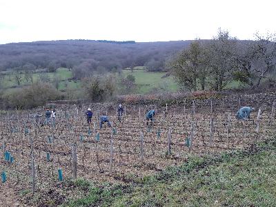 La vigne