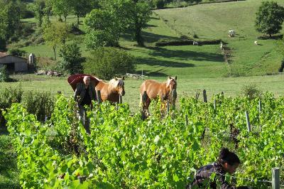 La vigne