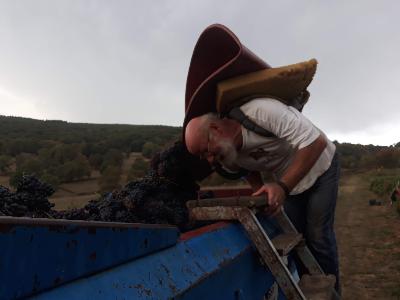 La vigne