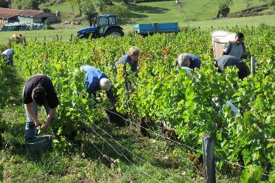La vigne